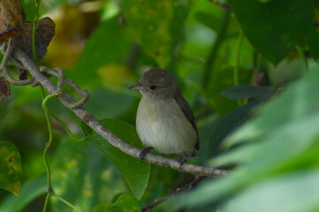 robin on a branch