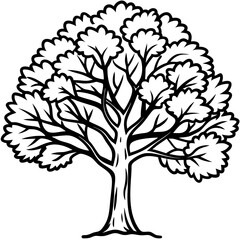 Obraz premium Camphor Tree line art vector