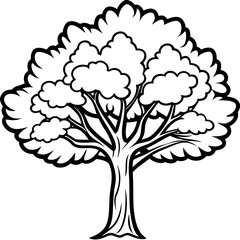 Fototapeta premium Camphor Tree line art vector