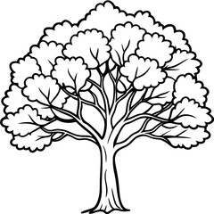 Obraz premium Camphor Tree line art vector