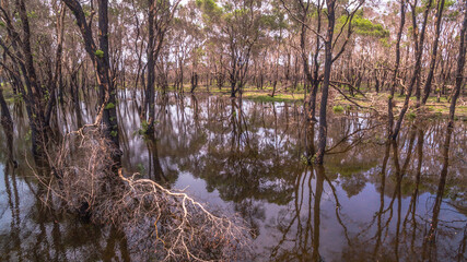 A haunting view of a swamp landscape showing the aftermath of a wildfire, with scorched tree trunks...