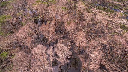 A haunting view of a swamp landscape showing the aftermath of a wildfire, with scorched tree trunks...