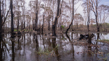 A haunting view of a swamp landscape showing the aftermath of a wildfire, with scorched tree trunks...