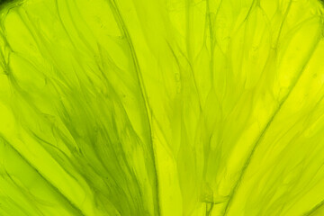 Macro cut lemon texture,Background of sliced ​​citrus fruits. Lemon, Asian lime and orange flat...