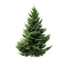 Fototapeta premium Lush Evergreen Coniferous Tree Isolated on Green Transparent background