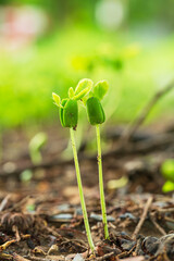 Close-up of seedlings in the rainy season,Group of green sprouts in the rain,Green sprouts in the rain