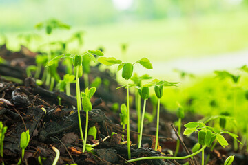 Close-up of seedlings in the rainy season,Group of green sprouts in the rain,Green sprouts in the rain
