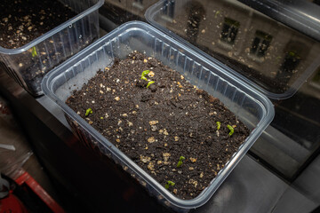 Seedlings on the windowsill in the apartment. Dill, cabbage, peas. Plants in containers. Vegetable...