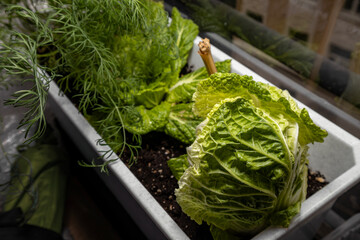 Seedlings on the windowsill in the apartment. Dill, cabbage, peas. Plants in containers. Vegetable garden on the windowsill