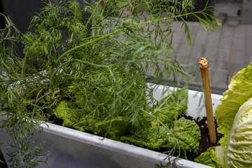 Seedlings on the windowsill in the apartment. Dill, cabbage, peas. Plants in containers. Vegetable...