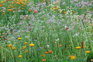 Fototapeta premium field of beautiful flowers in summer