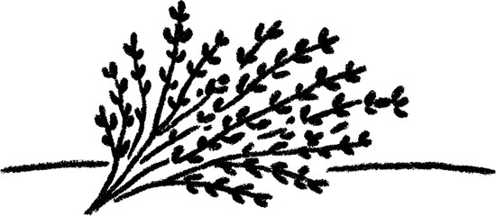 Fototapeta premium Hand drawn sketch of thyme herbs with clustered leaves for botanical design