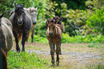 Young foals with their herd.