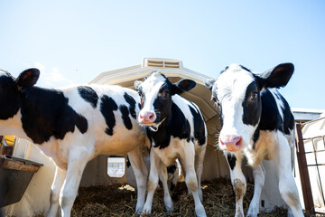 Three black and white Holstein calves stand in a white plastic hutch with straw bedding. A metal...