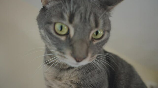 Extreme close-up of a curious gray tabby cat with green eyes and sharp whiskers, calmly gazing indoors under soft natural light, capturing feline detail and emotion.
