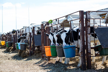 Row of black and white dairy calves in individual metal enclosures with colorful feeding buckets, hay on the ground, and a clear sky above. © True Pixel Art