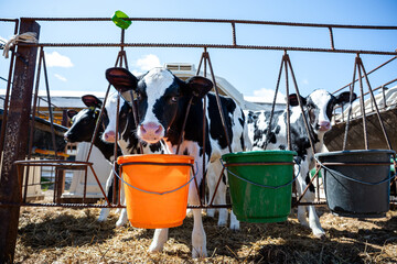 Three black and white calves stand on straw covered ground behind a metal feeding structure with...
