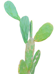 A green prickly pear cactus with multiple paddle-shaped pads and small areoles.