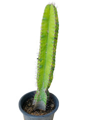 A single tall green cactus with spines growing in a black pot filled with soil.