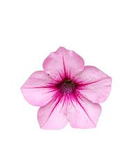 A single pink petunia flower with delicate purple veins radiating from its center and slightly...