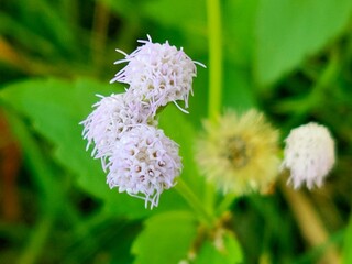 Close-up of delicate, light purple wildflowers with a blurred green background in a natural outdoor setting.