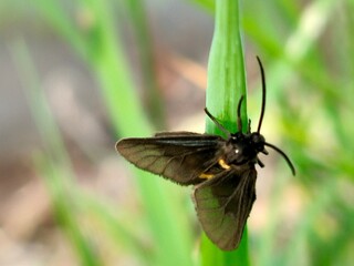 A close-up of a dark brown moth with translucent wings perched on a green grass blade in a natural outdoor setting.