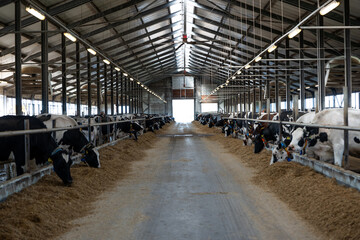 Well lit dairy barn interior with rows of black and white cows feeding along a central aisle, metal...