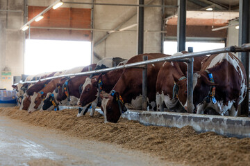Brown and white dairy cows with blue collars feed from a trough inside a barn with concrete walls,...