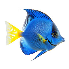 Naklejka premium Vibrant blue fish with yellow tail isolated on black background aquatic animal ocean life colorful scales fins
