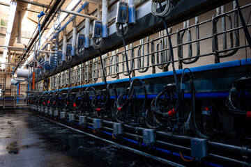 Rows of milking stations with automated equipment, overhead pipes, and natural light streaming...