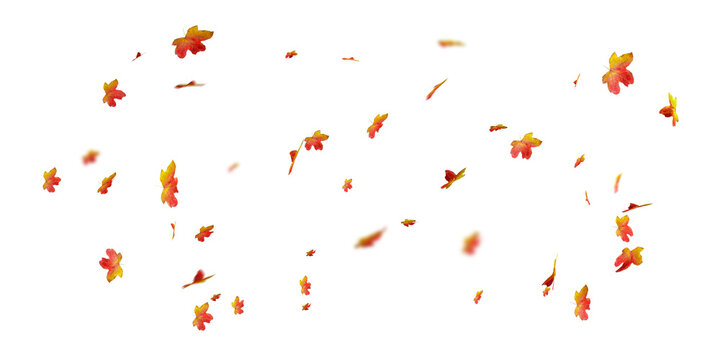 Falling autumn leaves on white