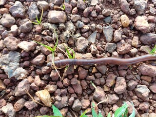 Earthworm in ground. Earthworm.
