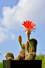 cactus in a pot. Small cactus collection succulent plant in mini pots, selective focus. Mini cactus in pot concept. 