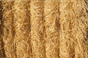 Background with dry straw texture. Wheat gold hay texture.
