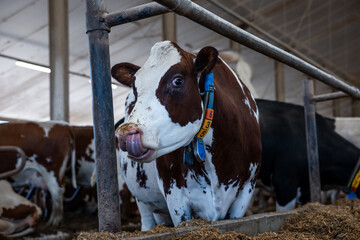 A brown and white cow with a numbered ear tag and collar licks its nose inside a barn. Metal railings and other cows are visible in the indoor setting.