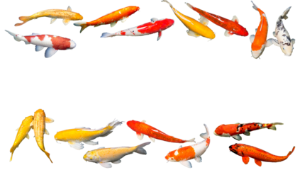Frame of red white Kohaku, red Aka Matsuba koi, yellow Kigoi butterfly, yellow white Nanashigoi, Omoyo Kohaku koi carp fishes. Isolated, white background, border, photograph, PNG, space. Thailand.