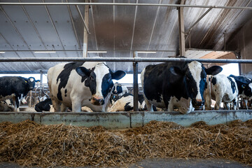 Black and white Holstein cows rest and stand on straw in a barn with a metal roof, visible beams, fluorescent lighting, and metal railings.