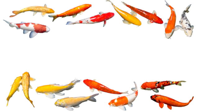 Frame of red white Kohaku, red Aka Matsuba koi, yellow Kigoi butterfly, yellow white Nanashigoi, Omoyo Kohaku koi carp fishes. Isolated, white background, border, photograph, PNG, space. Thailand.