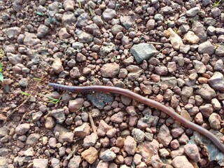 Earthworm in ground. Earthworm.