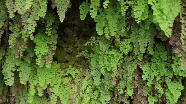 Raindrops dripping from green leaves of plants on stone wall.