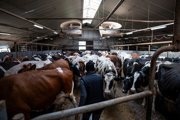 A large barn interior with black and white and brown and white cows, metal railings, concrete flooring, industrial fans, and a person in a dark vest and hat.
