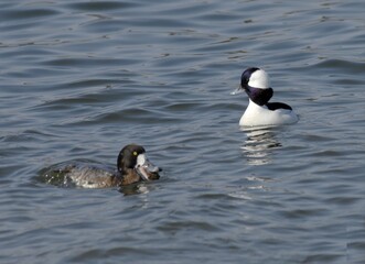 Male Bufflehead Duck Swimming Among Other Waterfowl