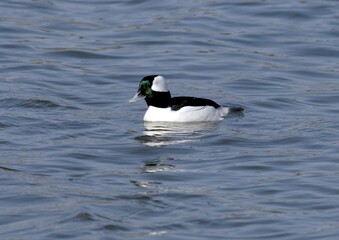Male Bufflehead Duck Swimming Among Other Waterfowl