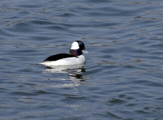 Male Bufflehead Duck Swimming Among Other Waterfowl