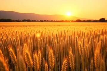 Golden wheatfield illuminated by the setting sun
