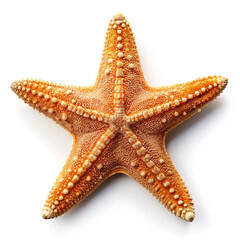  a starfish, isolated on a clean white background.