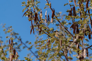 Bruant à poitrine dorée perché dans un arbre en Namibie, en Afrique australe.