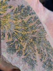 Sedimentary rock that exhibits dendrites