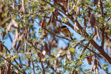 Bruant à poitrine dorée perché dans un arbre en Namibie, en Afrique australe.