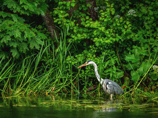 Beautiful grey heron hunts in the dense green foliage